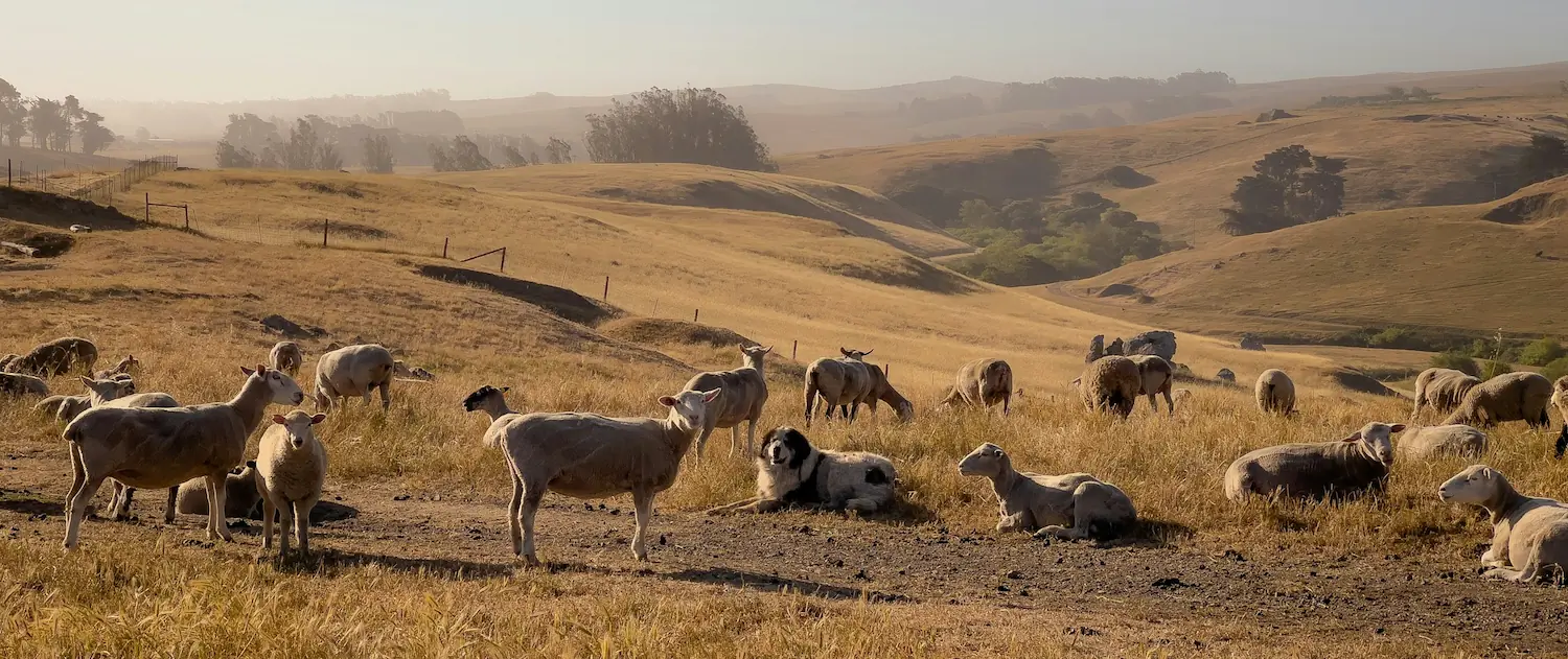 Pets vs Cattle